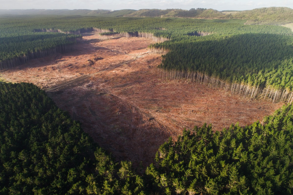 Ariel view of trees being cut down in the pine forest.