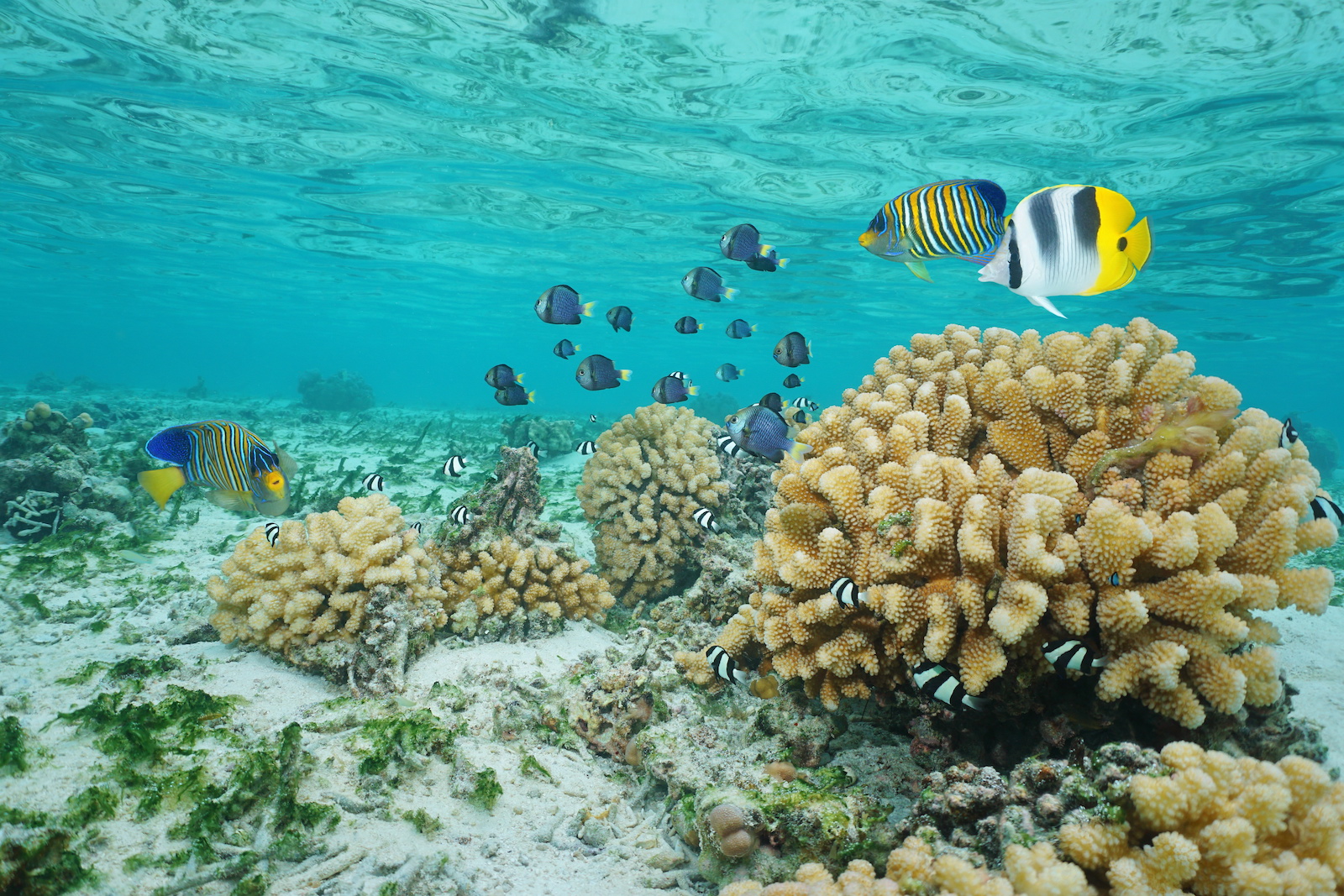 Tropical fish and cauliflower coral in shallow water, Moorea lagoon, Pacific Ocean, French Polynesia.
