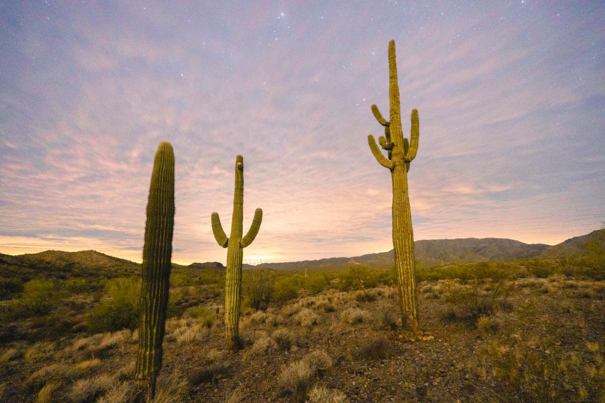 Saguaros are seen in the Hummingbird Springs Wilderness Area on Bureau of Land Management land on January 31, 2021 in Quartzsite, Arizona.