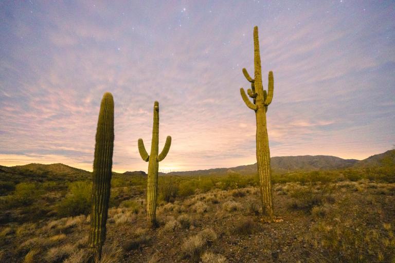 Saguaros are seen in the Hummingbird Springs Wilderness Area on Bureau of Land Management land on January 31, 2021 in Quartzsite, Arizona.