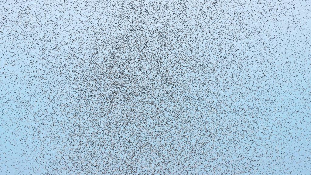 Blue sky with large, concentrated cloud of mosquitoes dotted across it