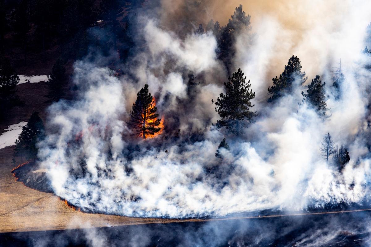 A tree goes up in flames, surrounded by smoke.