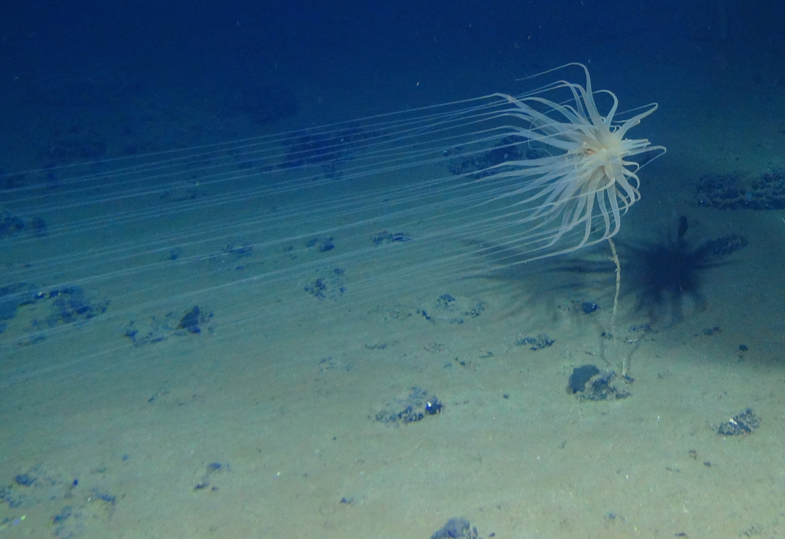 a white deep sea invertebrate made of a cluster of tentacles with long tendrils