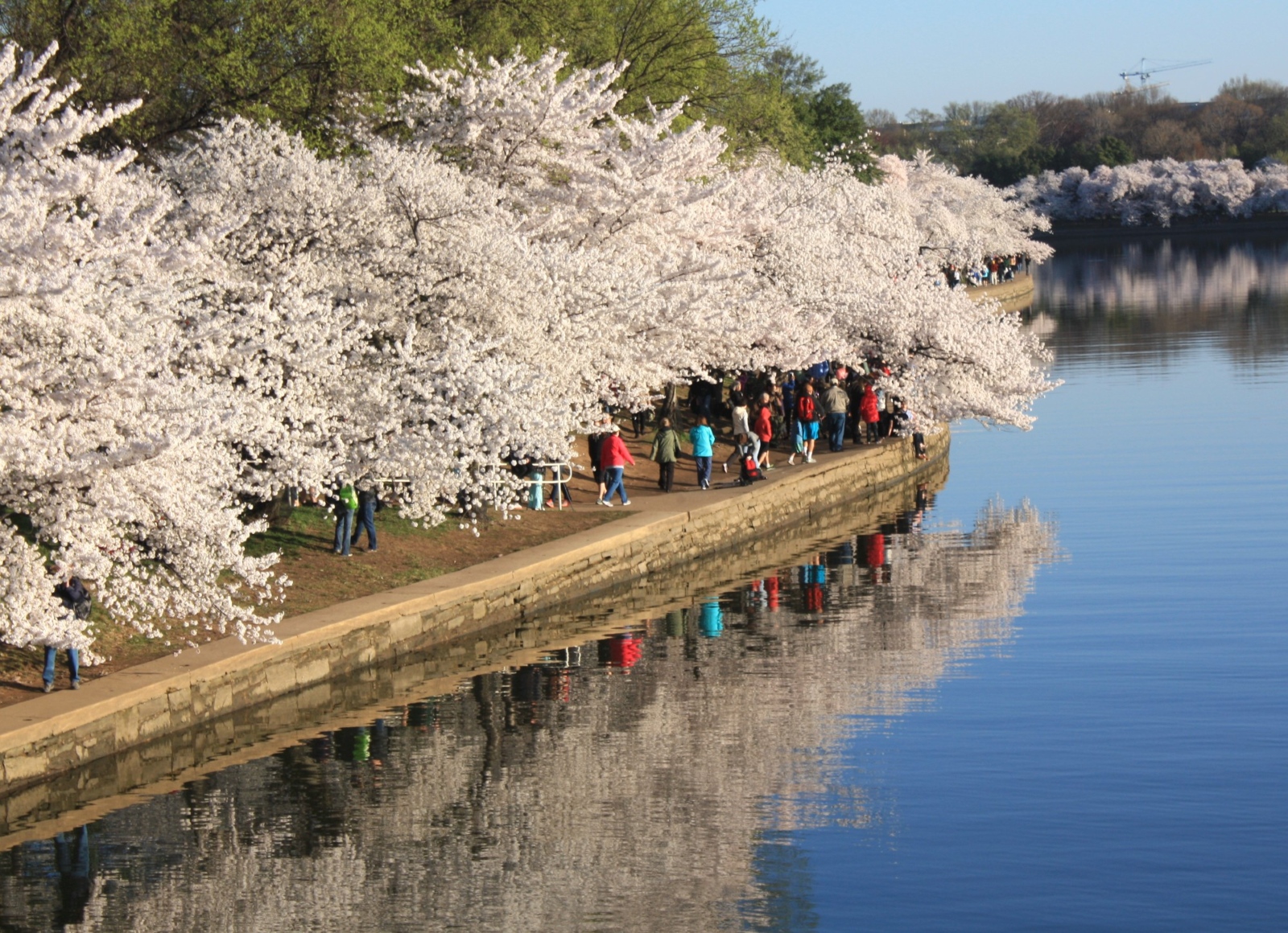 Cherry blossom time in Washington D.C. reveals a warming planet
