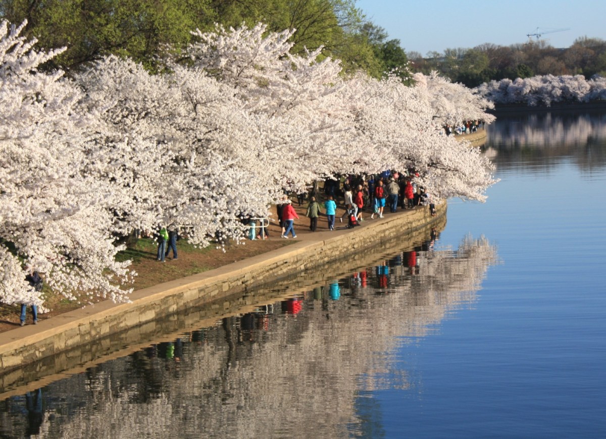 Climate Change & Washington DC's Cherry Blossoms