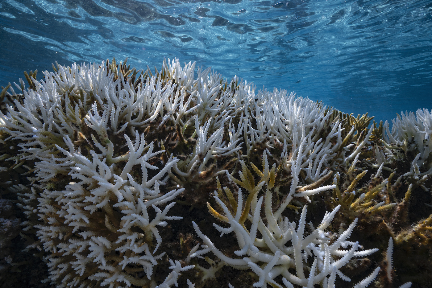 Coral reefs that have turned white due to warmer ocean temperatures