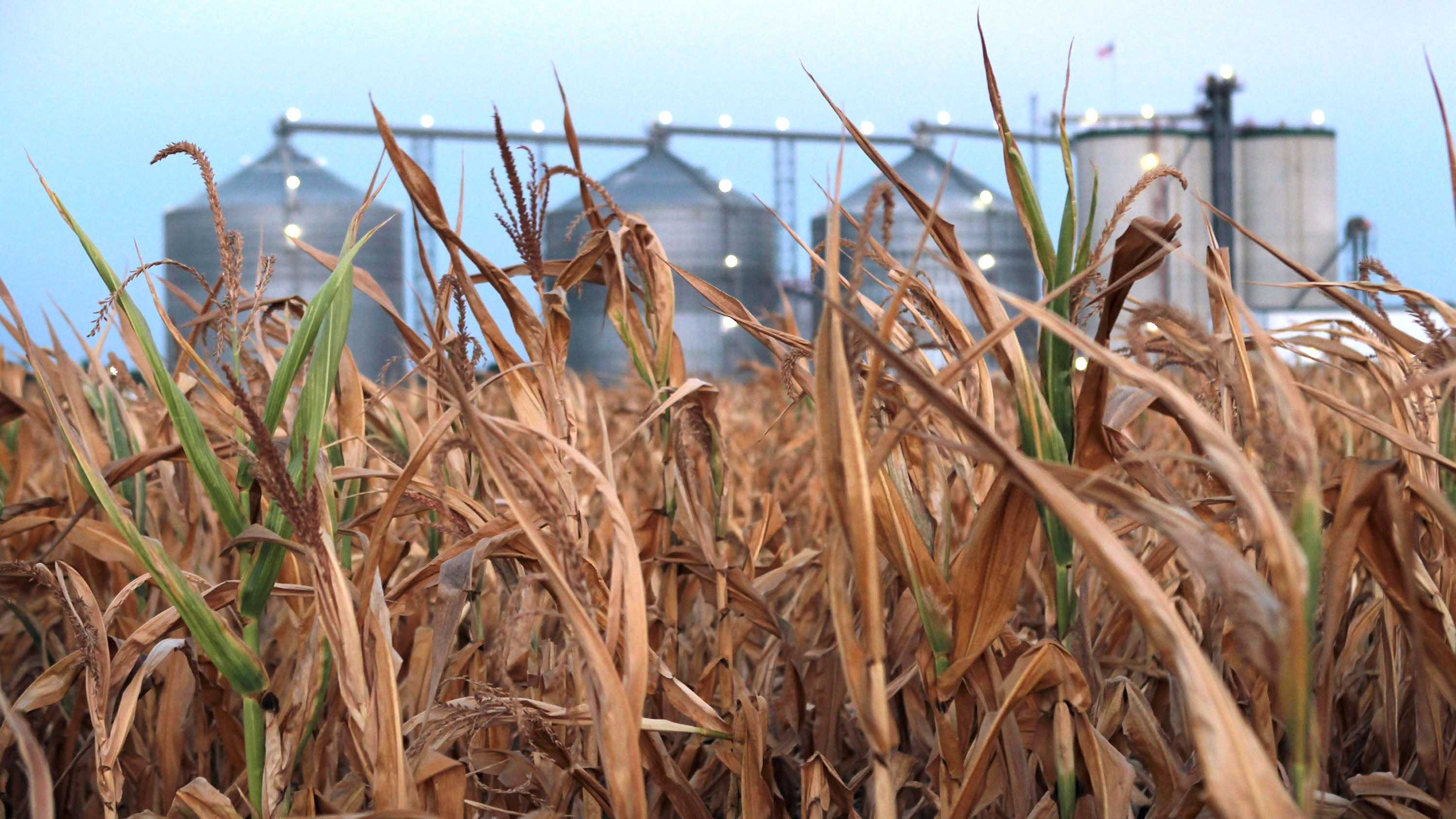 A field of corn in front of an ethanol plant in Illinois.