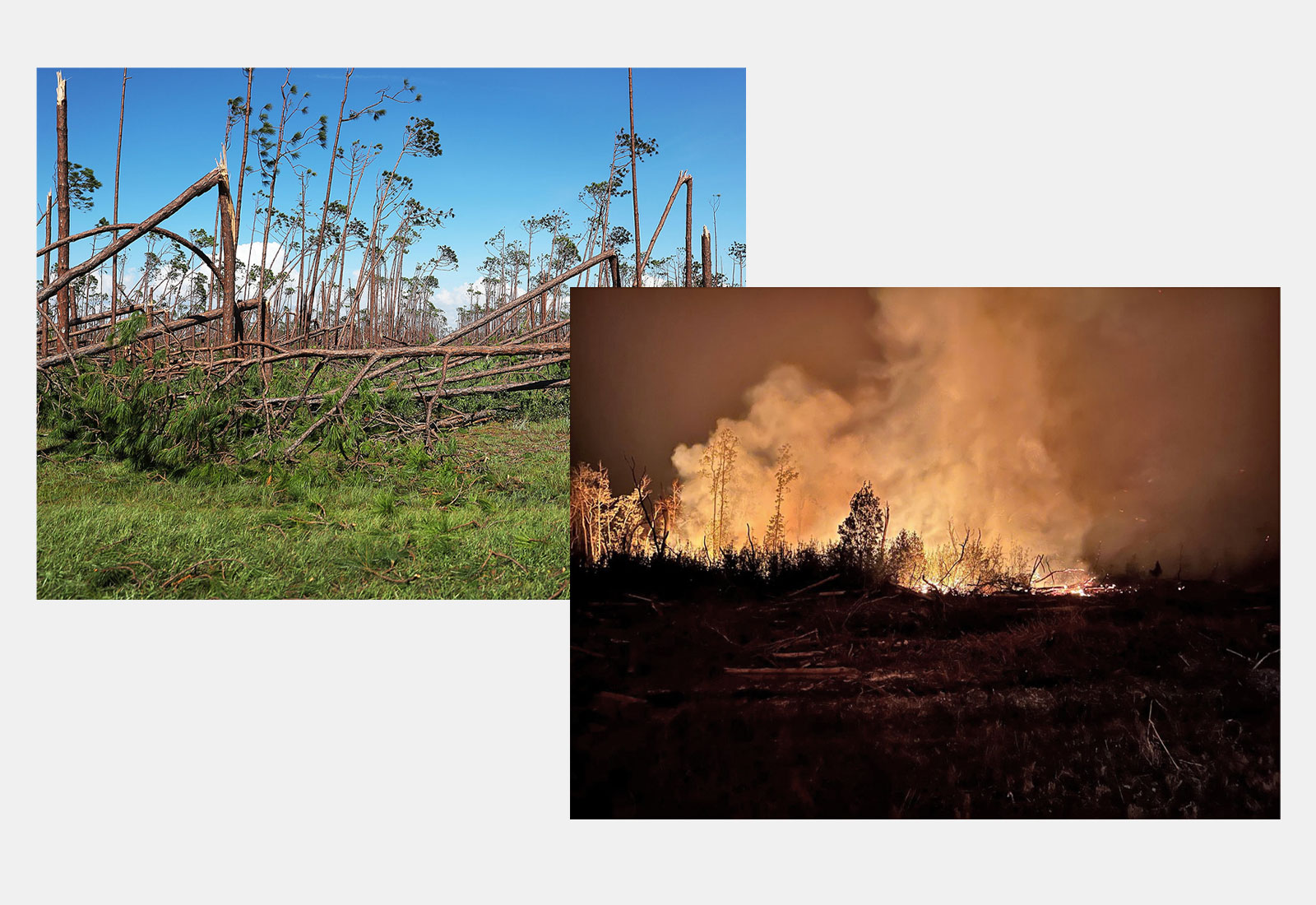 photo of wildfire at night overlapping photo of hurricane damaged trees