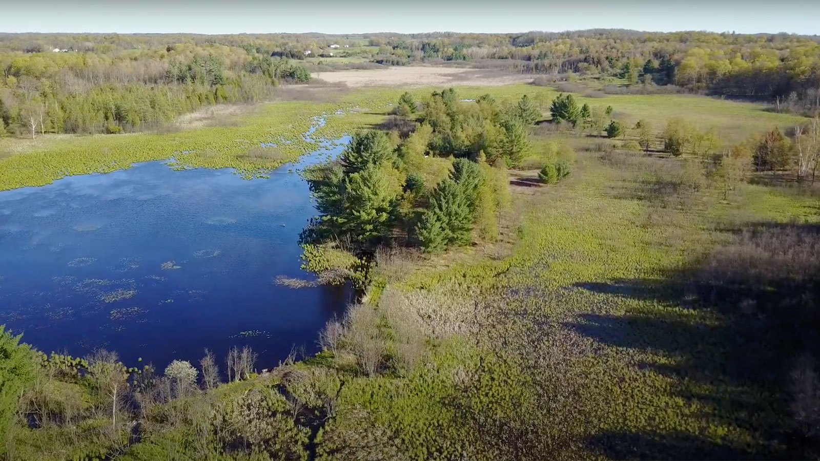 Aerial view of forest and wetlands