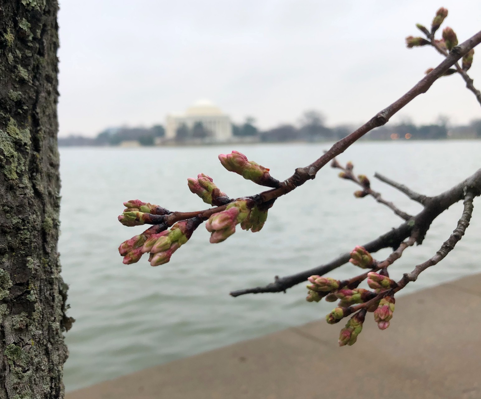 A close-up of cherry trees buds shows the stalks that hold the blossoms have lengthened.