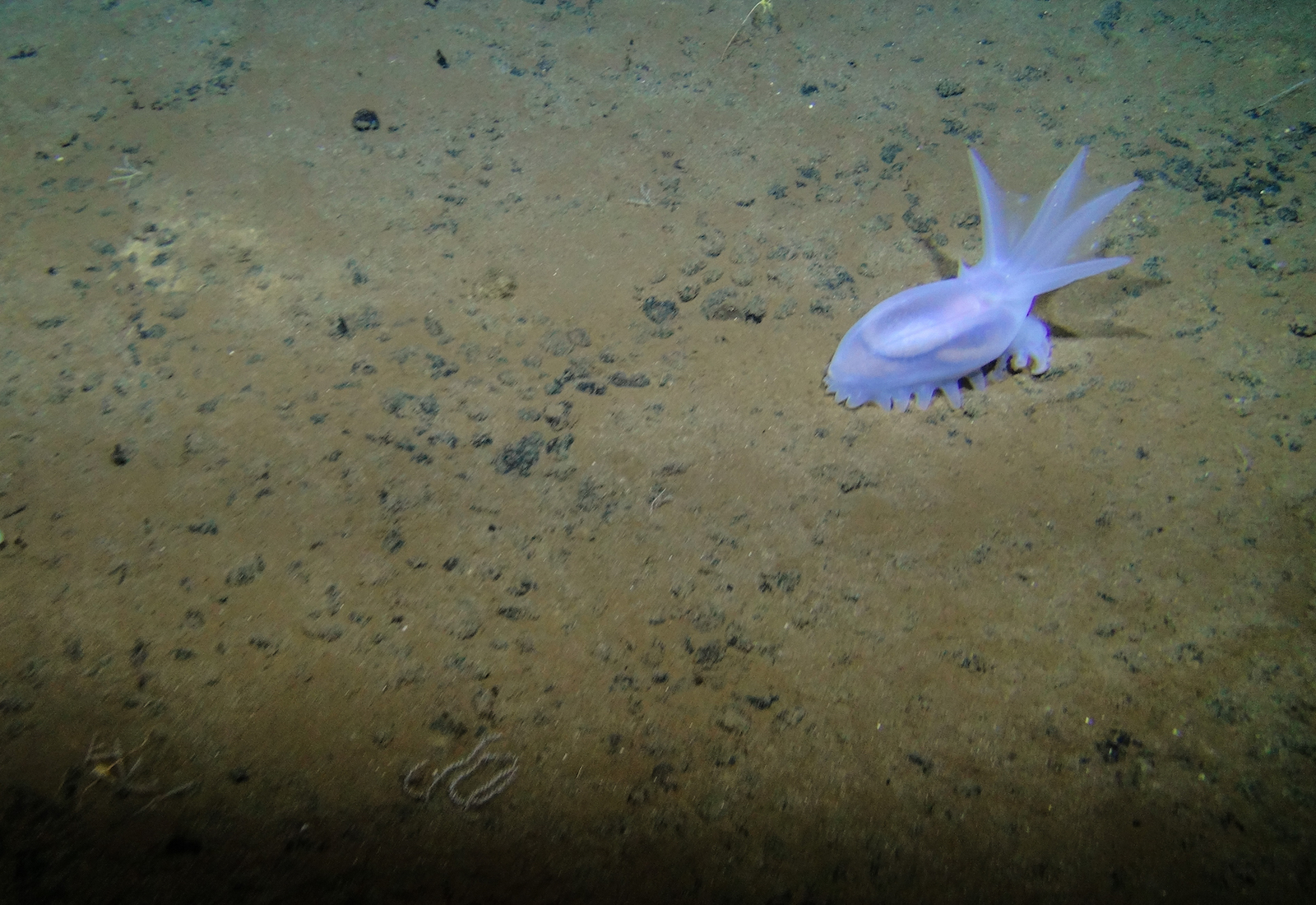 sandy sea floor with rocks and a pale blue sea cucumber with an oval body and a fanlike tail