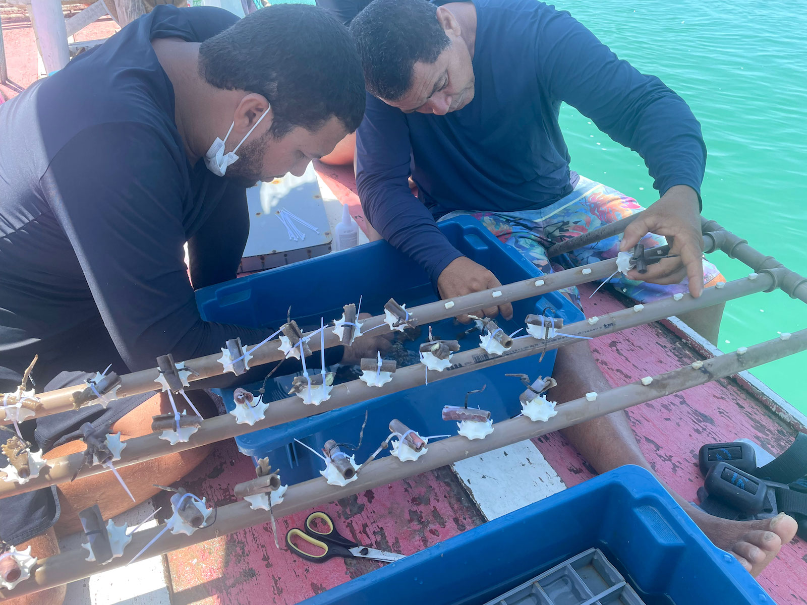 two men lean over a few plastic rods with coral nubs attached