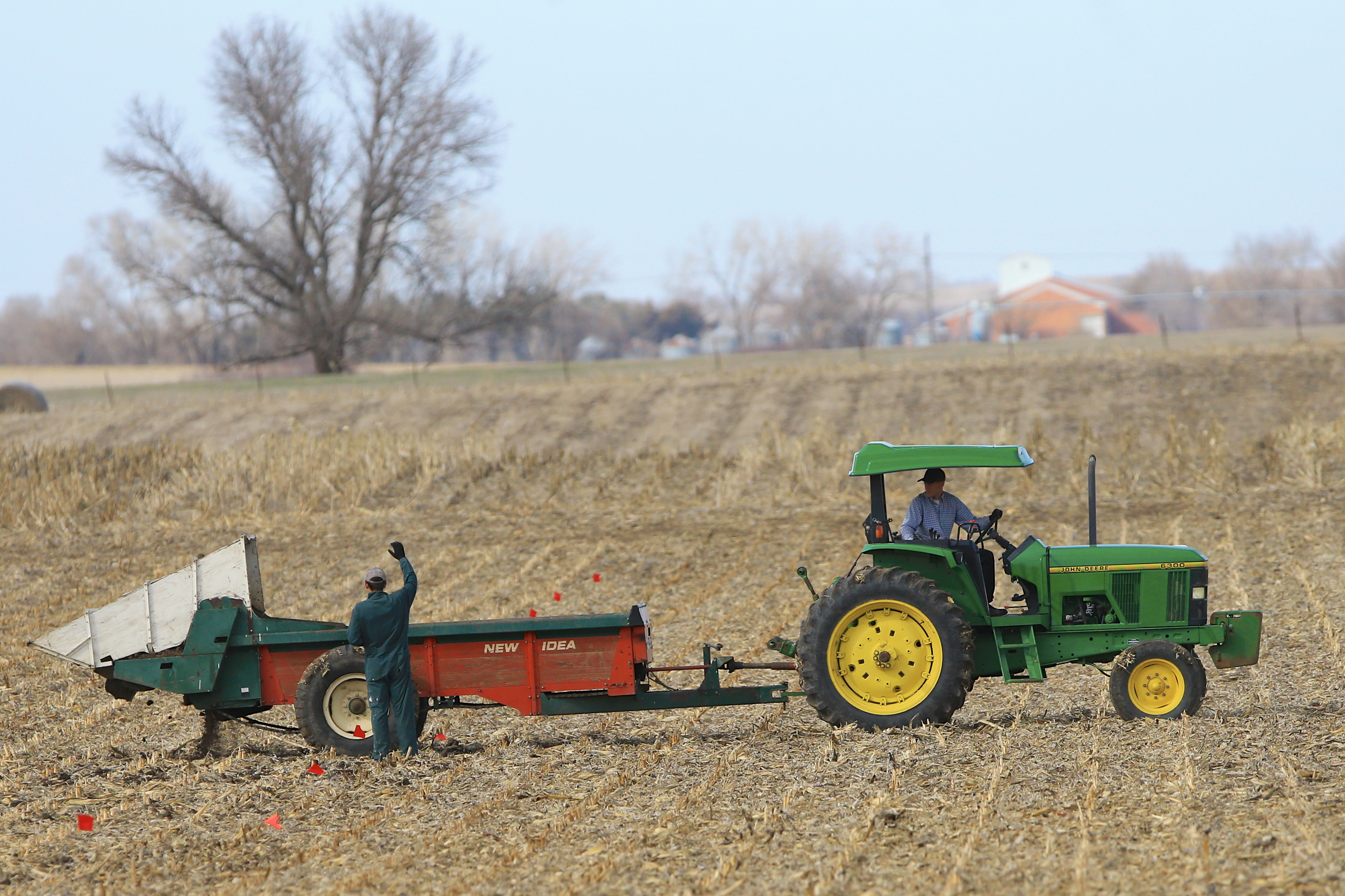 A man pulls a spreader with a green tractor in a yellow cornfield.