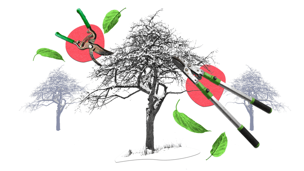 collage of bare apple tree covered in snow with pruning shears, leaves, and abstract red circles