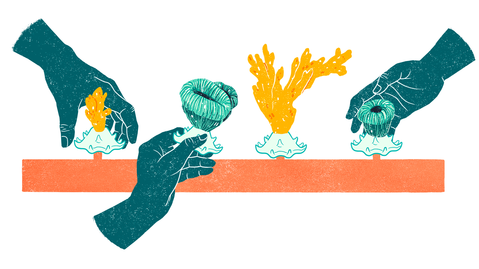 Hands placing various corals on metal pipe