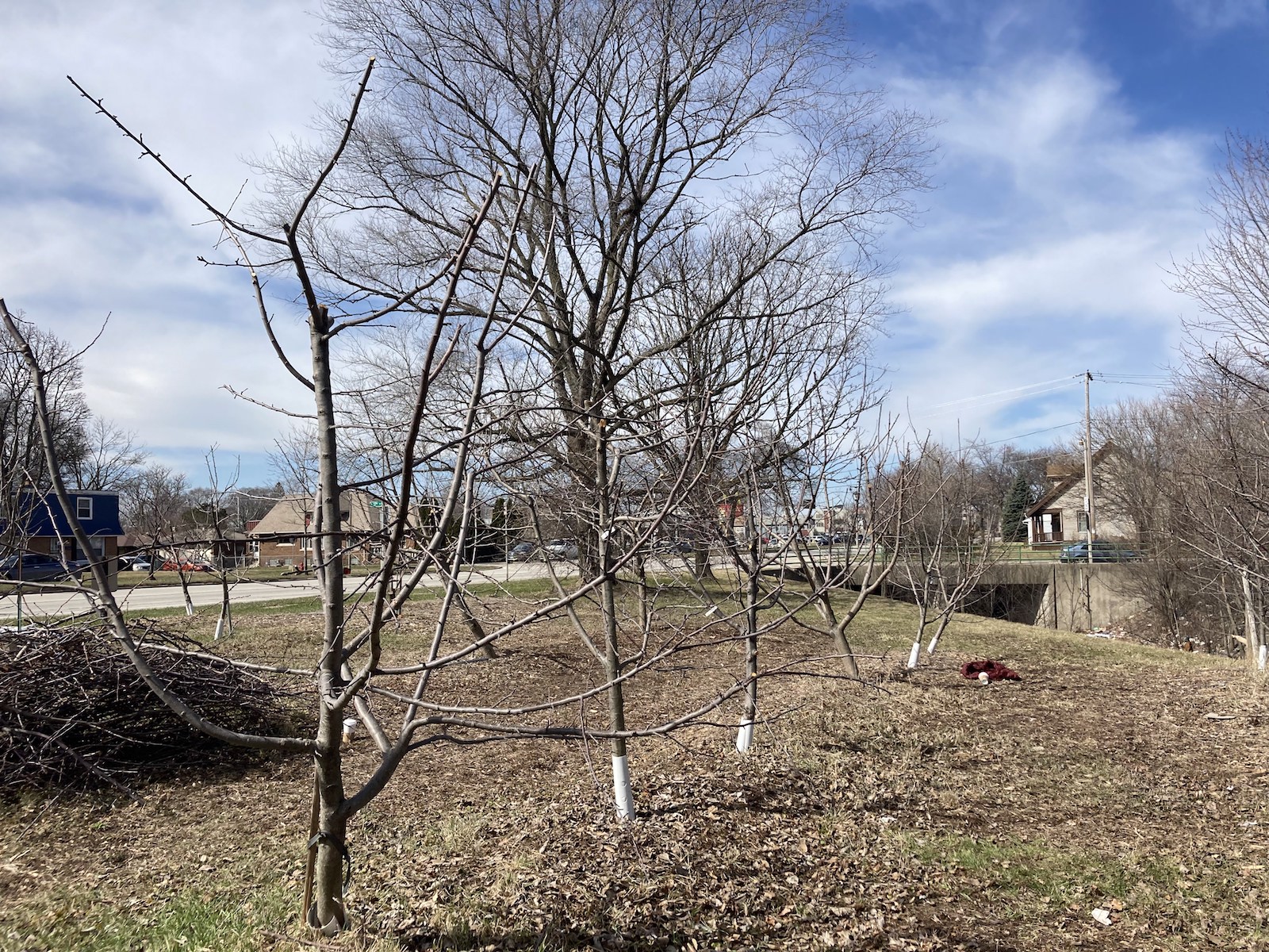 bare trees with white markings on their base grow near a road with houses