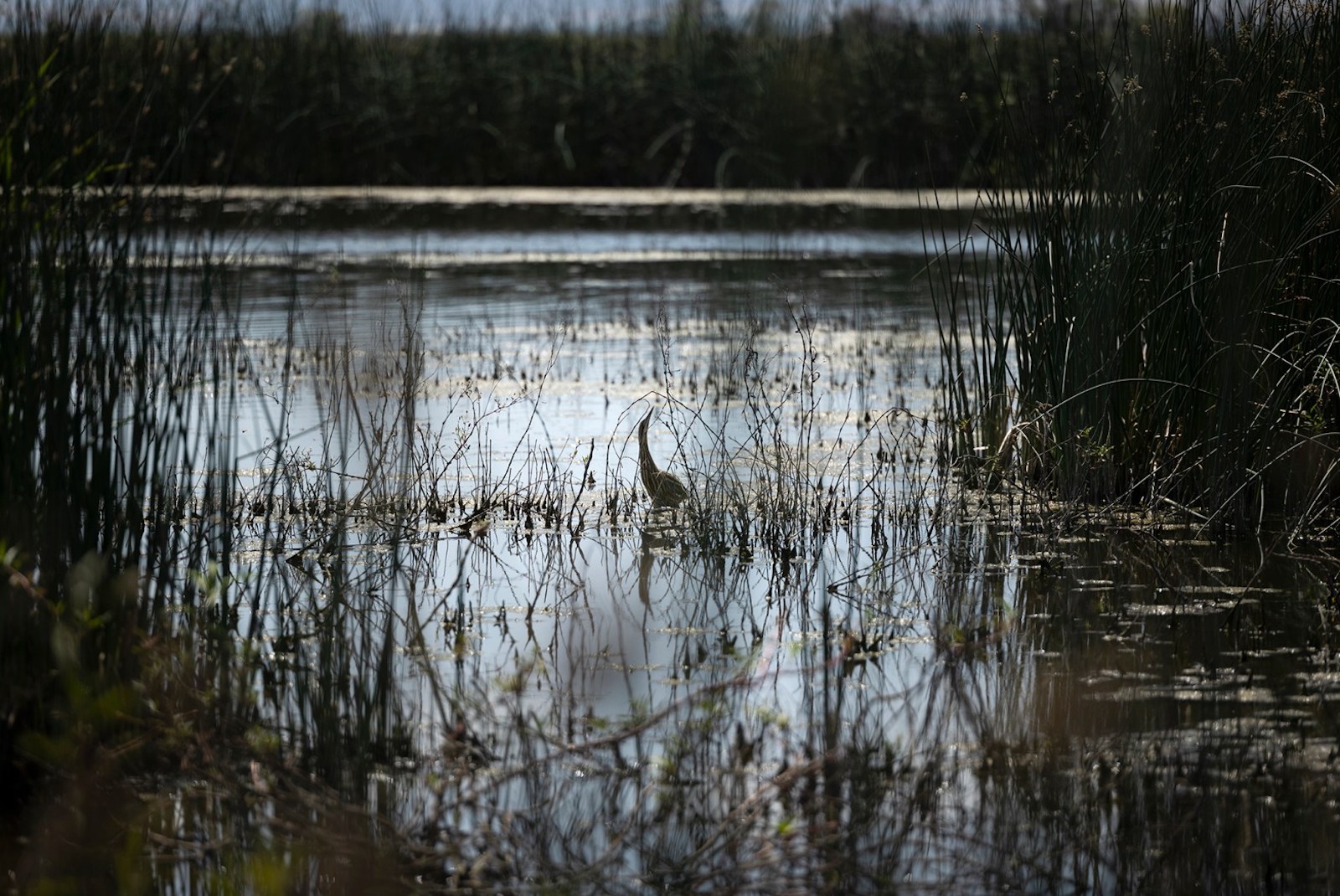 An American bittern feeds at the Colusa National Wildlife Refuge on April 28, 2022.