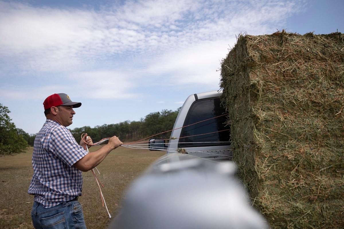 Josh Davy prepares to feed hay to a herdo of cattle at a ranch near Red Bluff on April 25, 2022.