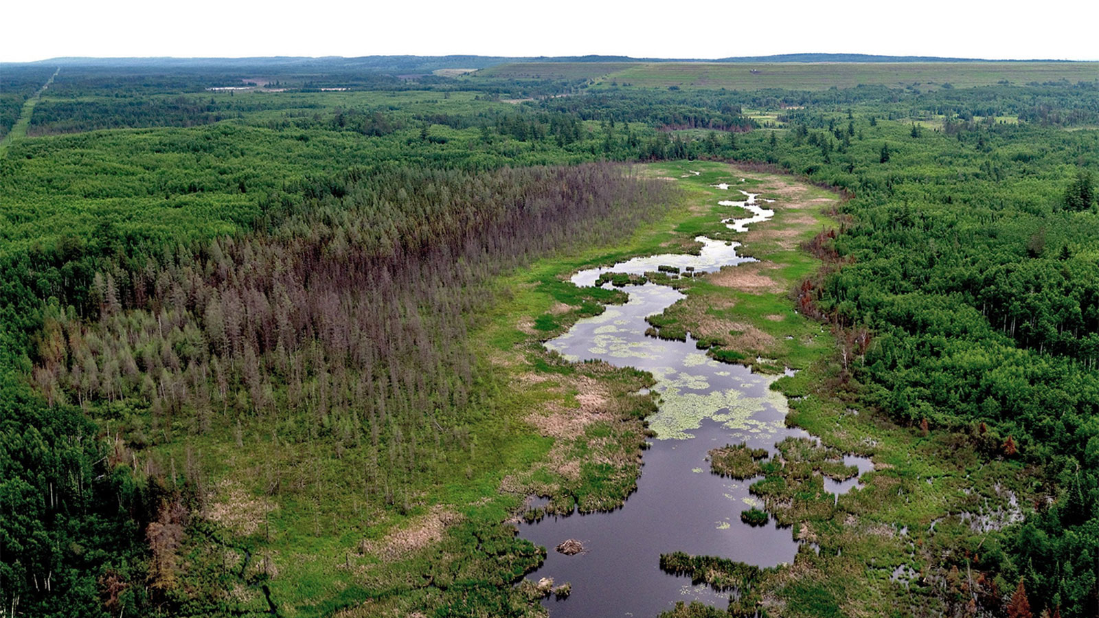 Aerial view of forest, wetlands, and river