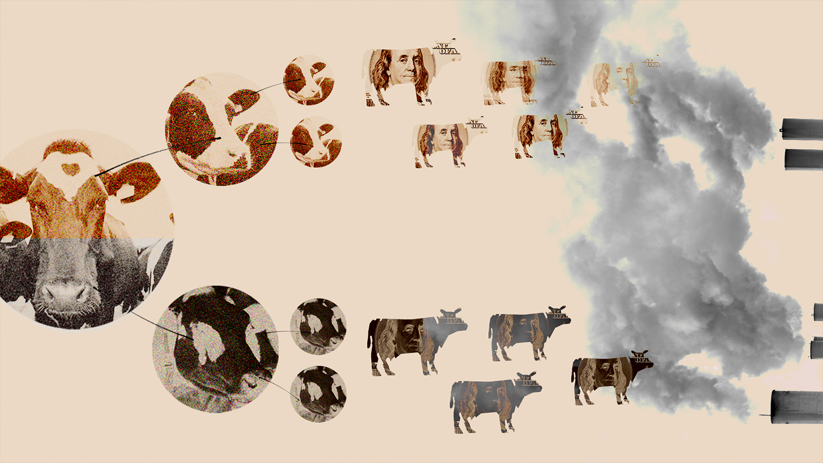 collage of cows, money, and a cloud of methane gas