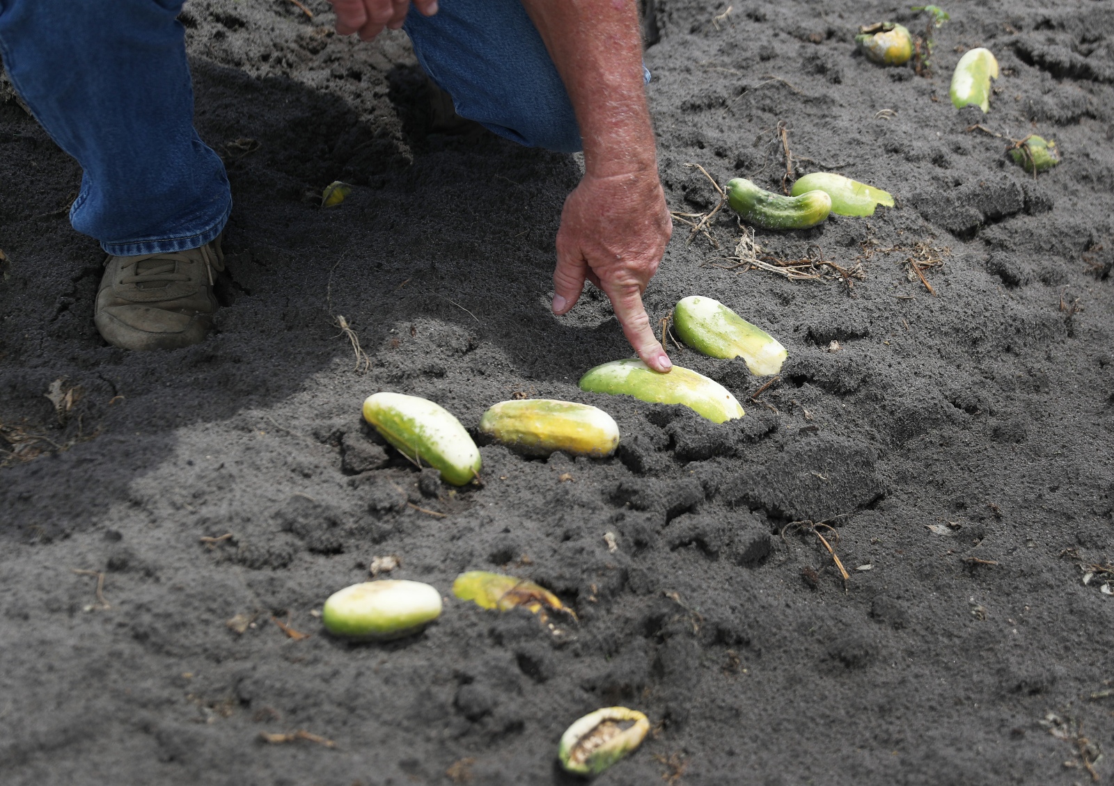 A hand points at rotting cucumbers lying in the dirt.