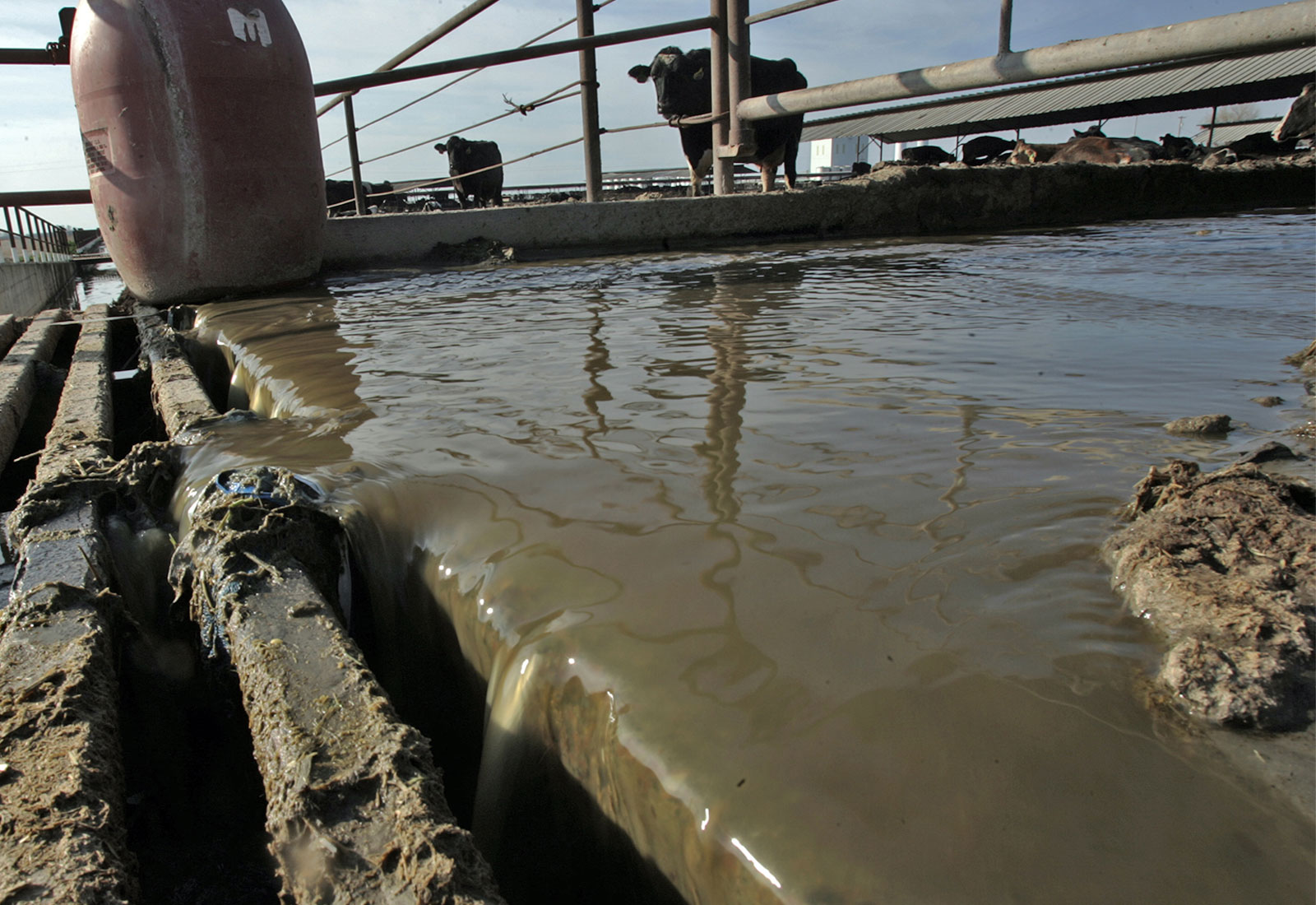 Low angle view of liquid manure draining into a grate with cows watching from a distance