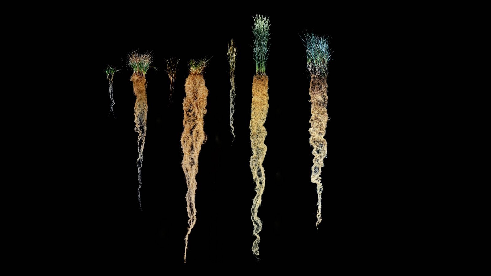 Wheatgrass is a perennial relative of wheat and was used by Land Institute researchers to develop Kernza. Being a perennial, its root system is considerably longer than regular wheat (pictured at the top left of each root system sample).