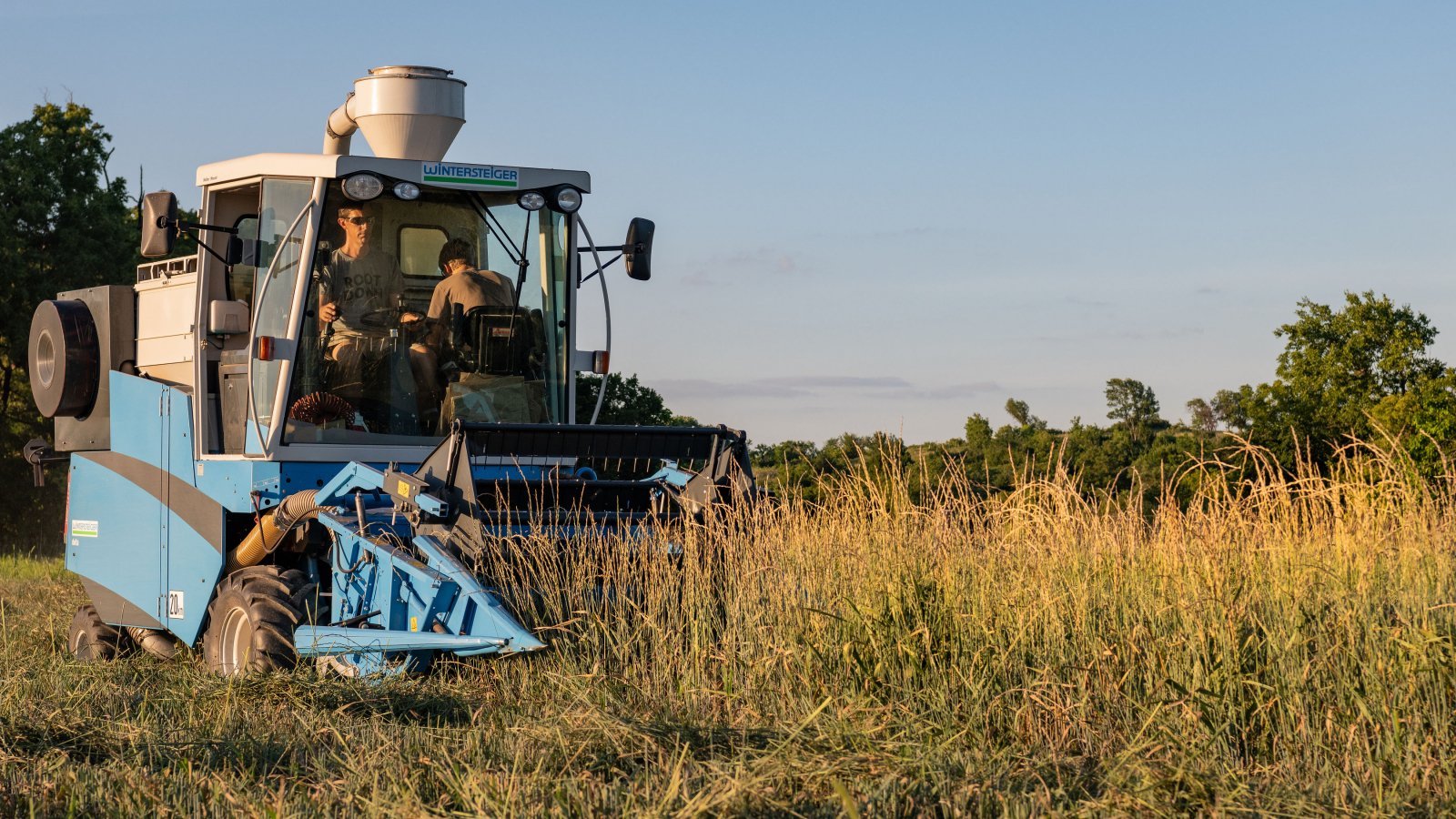 Like more conventional wheats, Kernza can be harvested using a combine, reducing labour and costs for farmers.