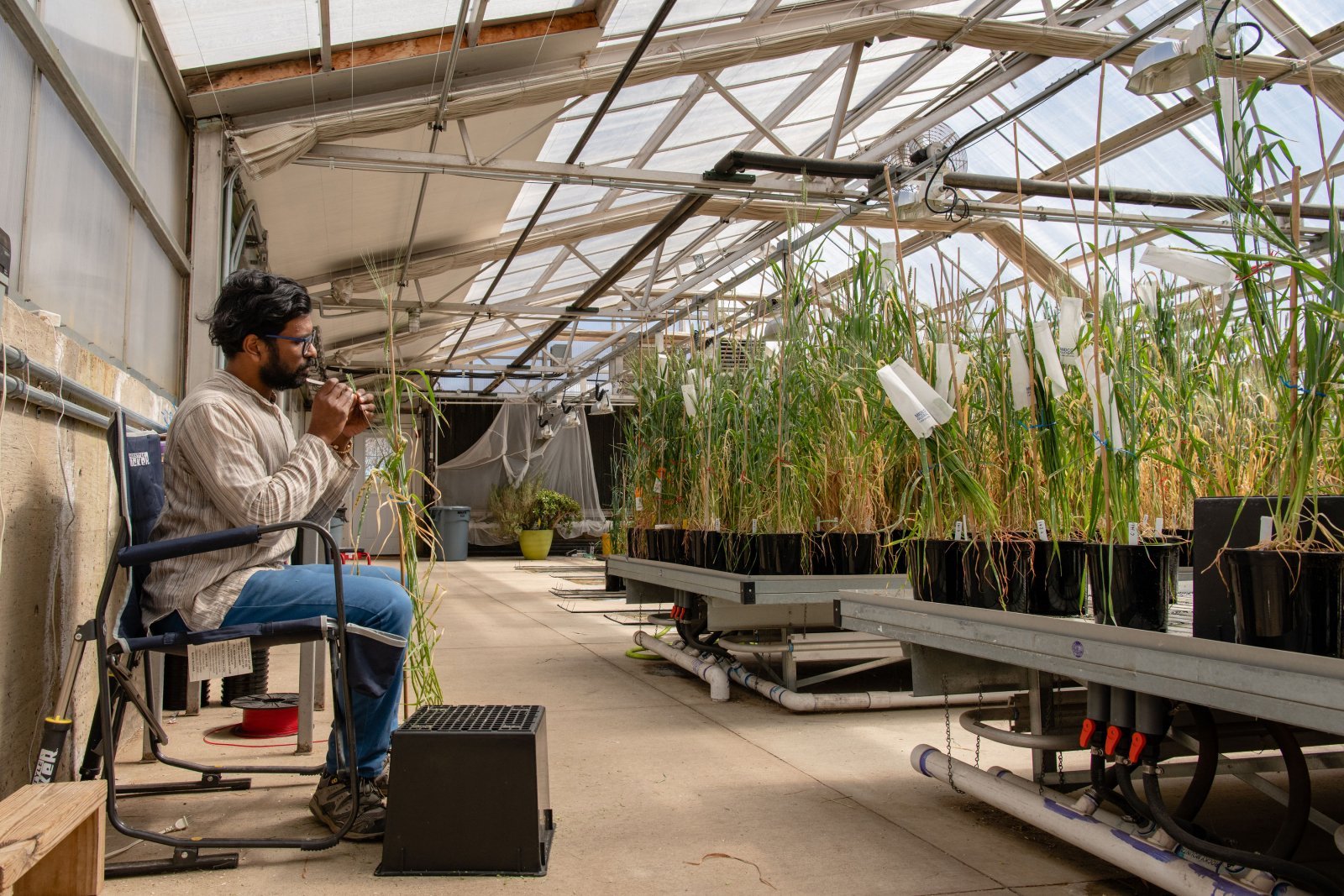 Land Institute researcher Piyush Labehsetwar studies a wheat plant in one of the organization's greenhouses in March 2019.