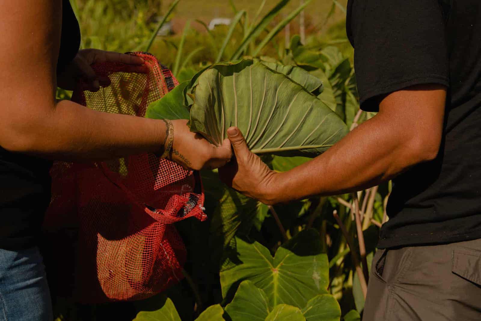 People picking edible crops