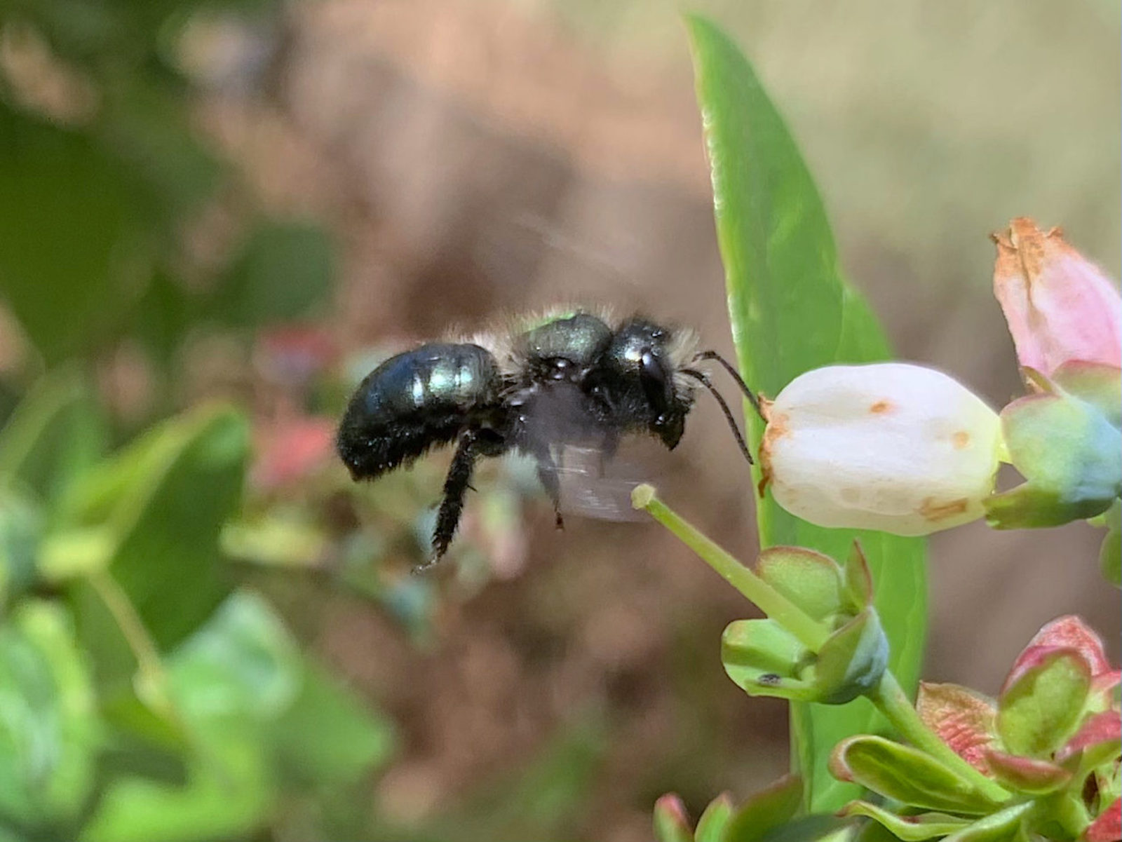 A blue orchard bee visits a blueberry flower. JENNA WALTERS