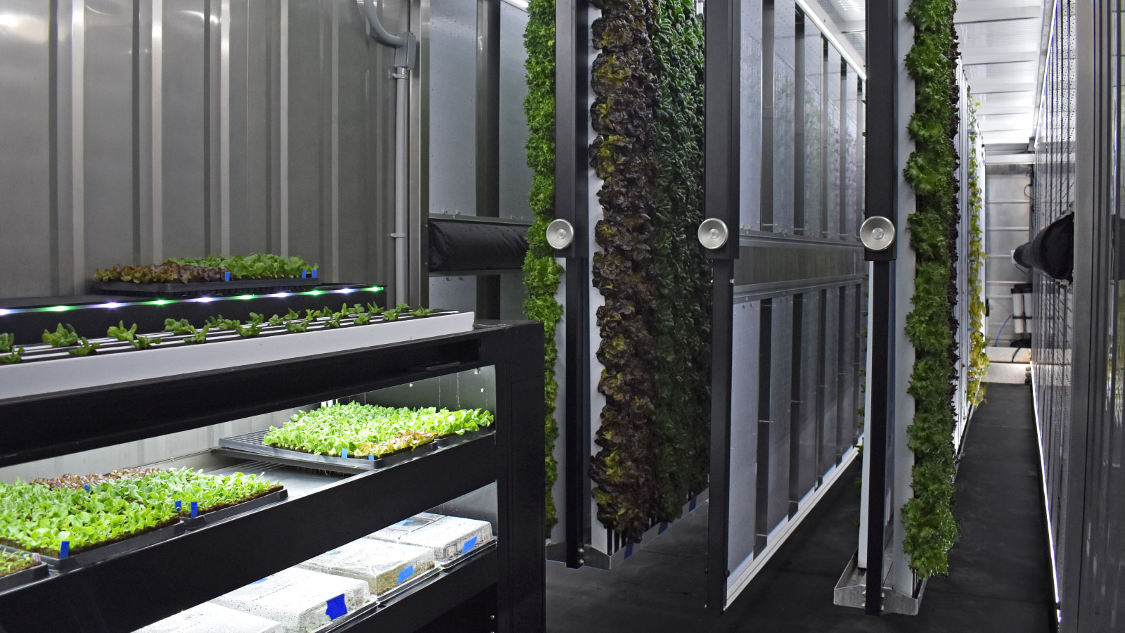 Indoor vegetable nursery with trays of baby lettuce and vertical hanging planters with adult lettuce