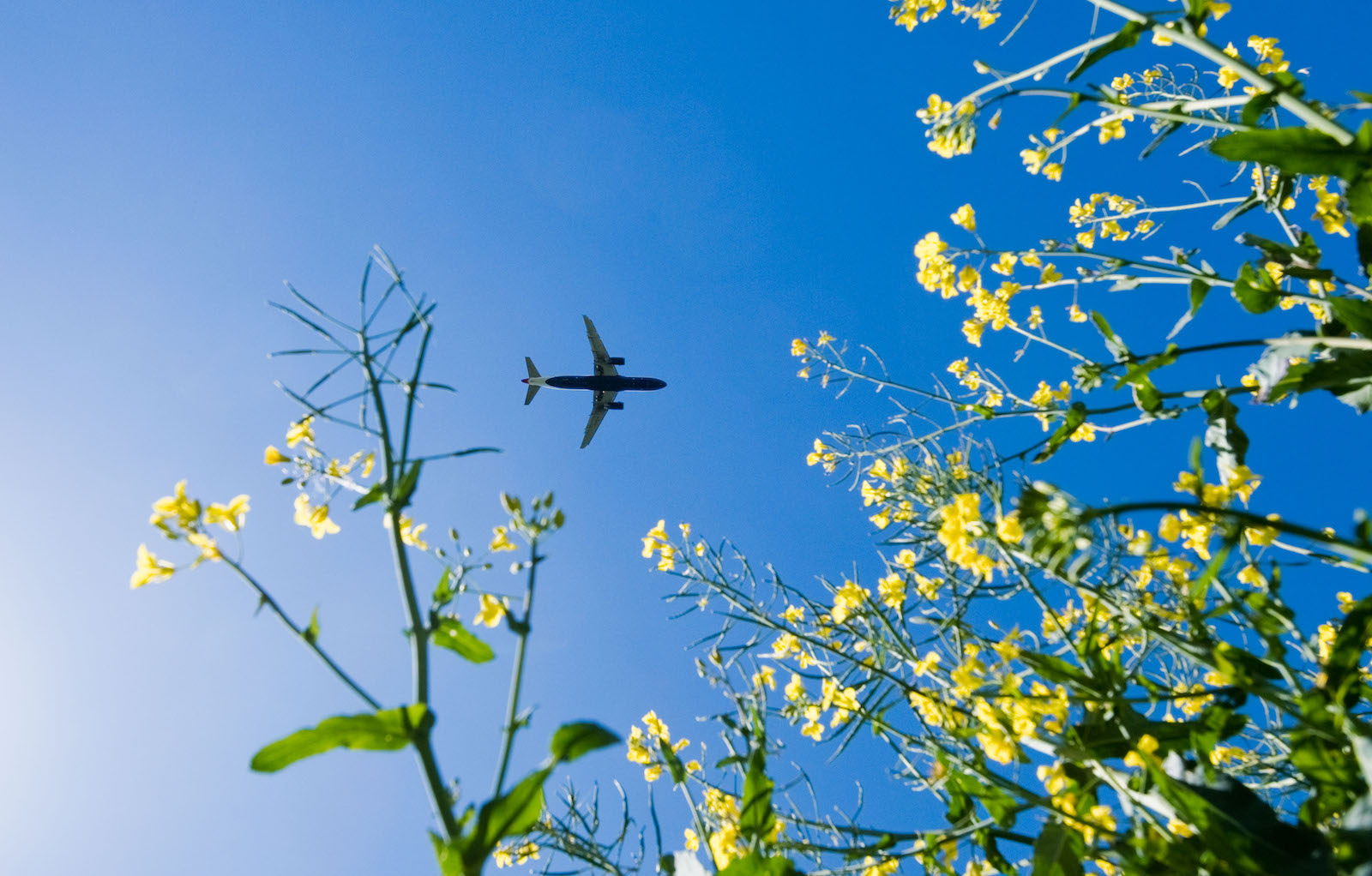 A passenger plane approaching Hannover Airport flies over a canola field.