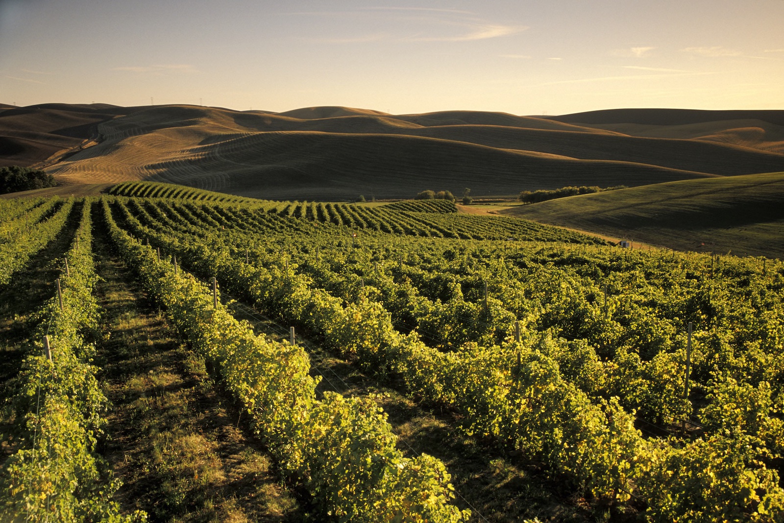Rows of wine grapes at Spring Valley Vineyard, with rolling hills and wheat fields in the distance; Walla Walla region of eastern Washington.