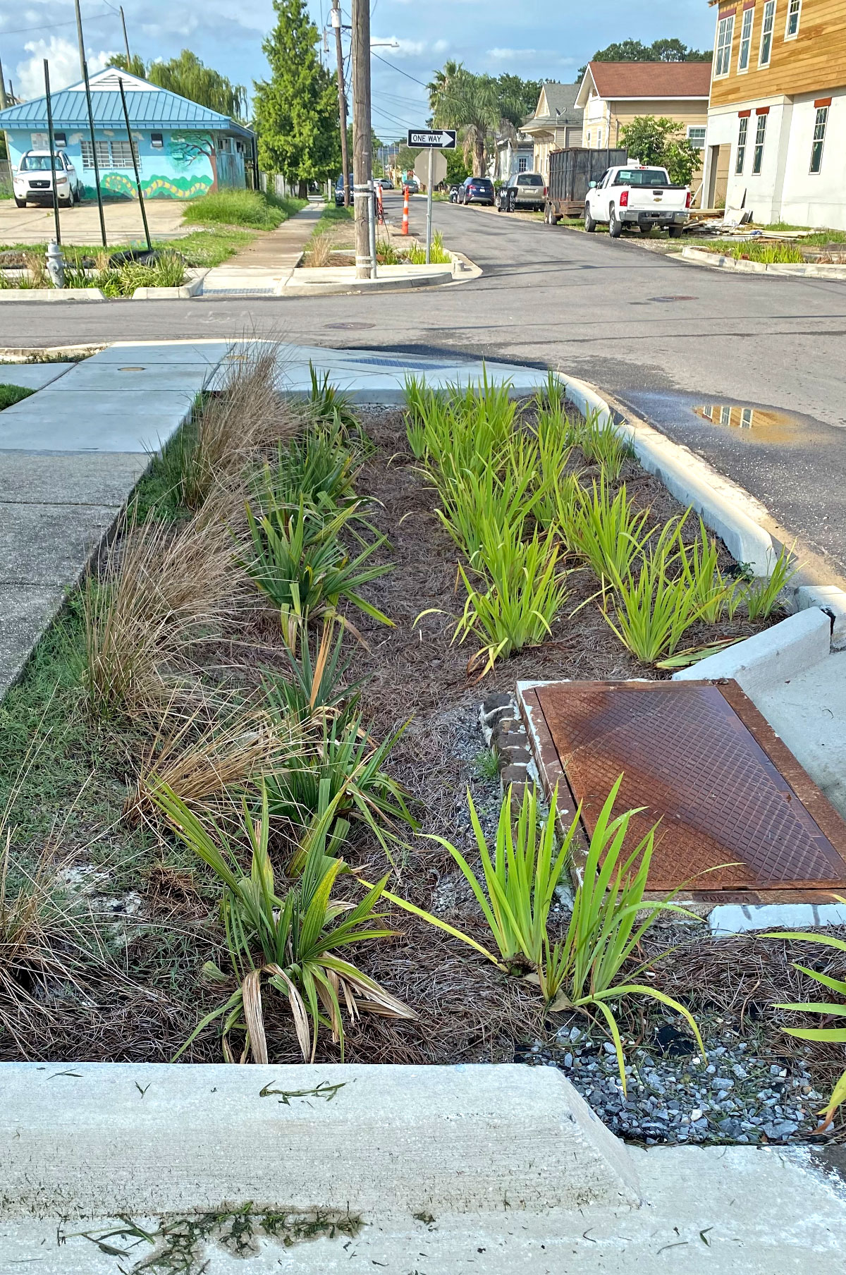 A rain garden with neatly planted muhly grass on an a New Orleans corner