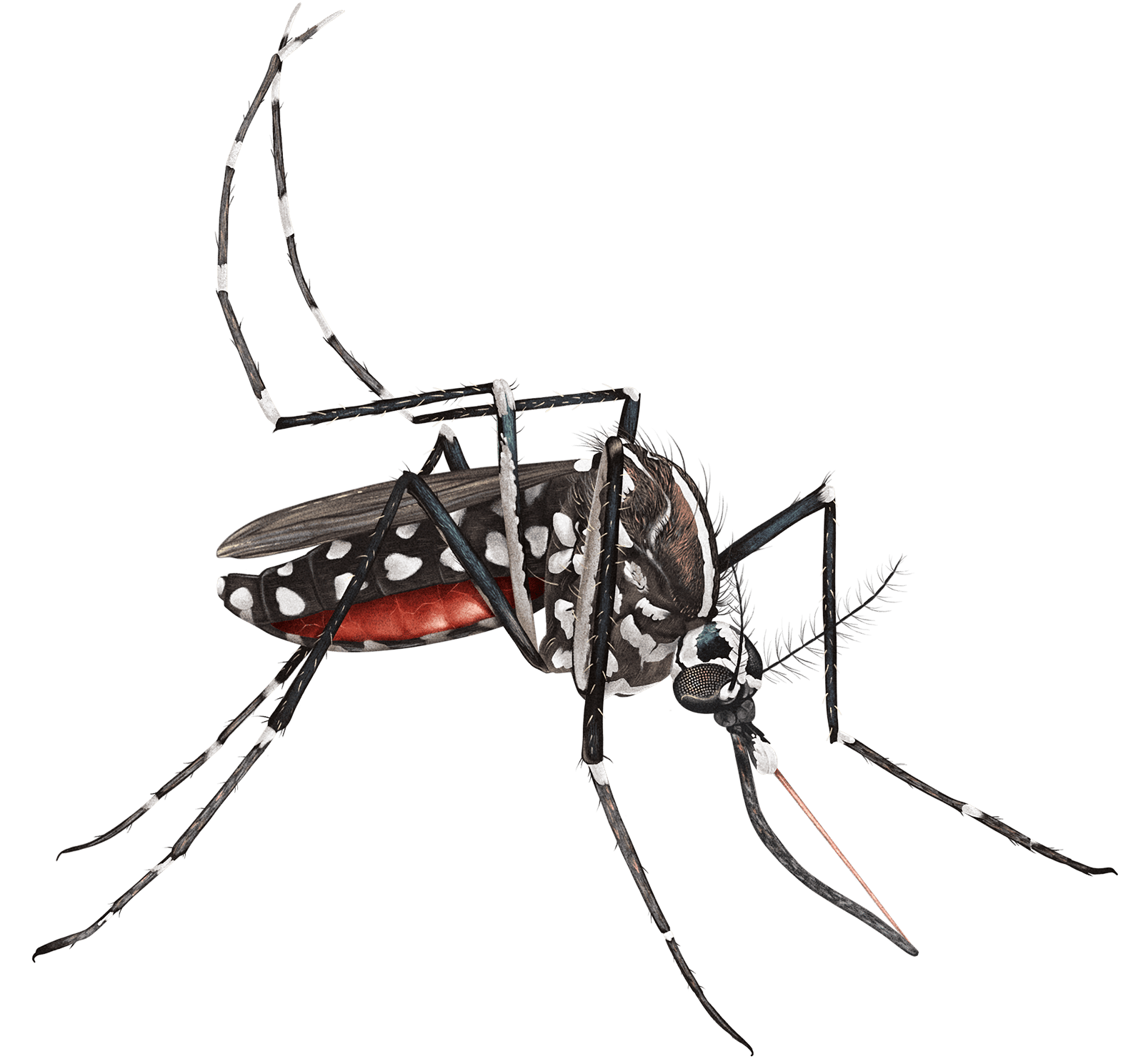 Detailed drawing of a mosquito with white stripes