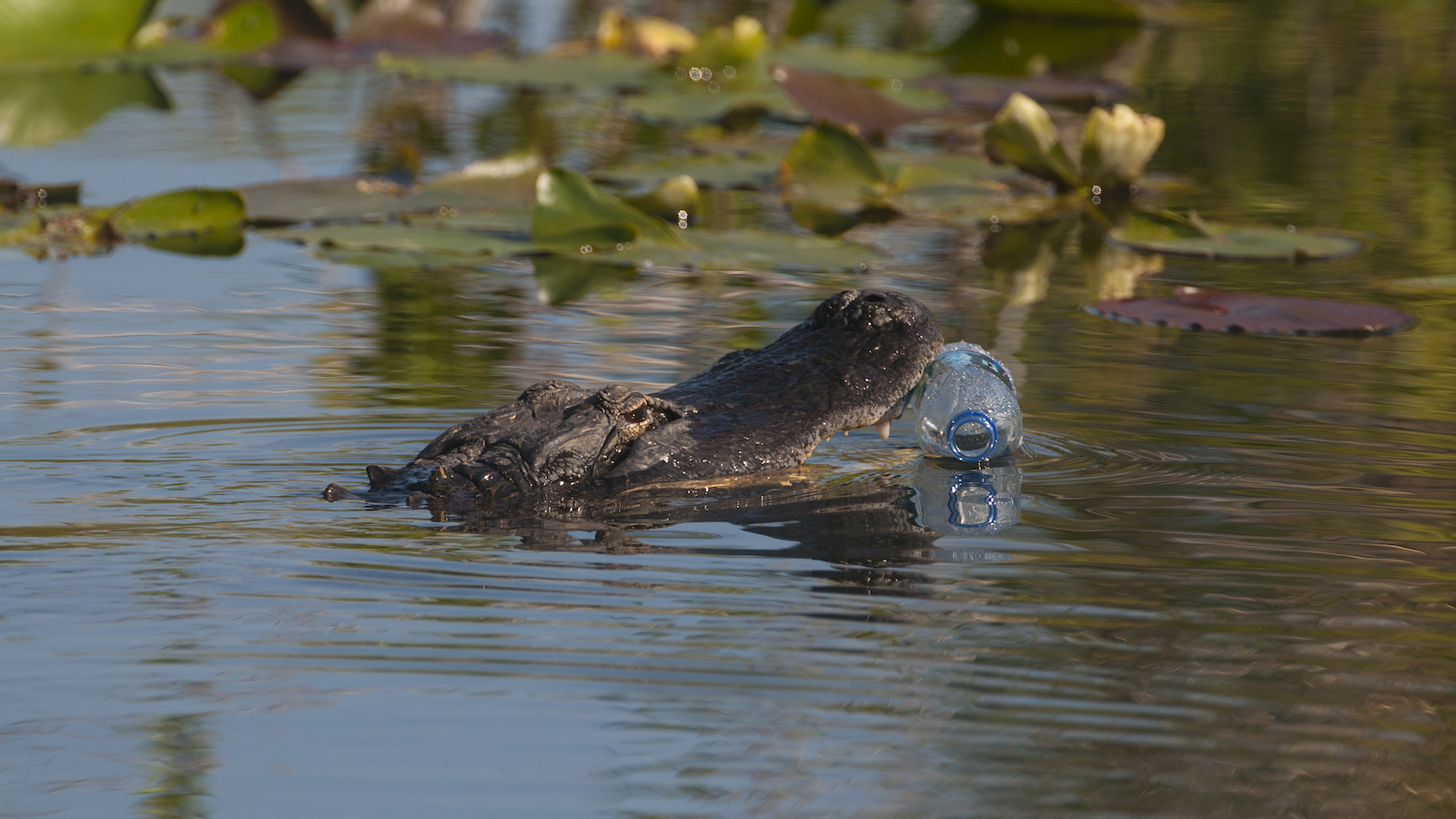 An alligator attempts to eat a plastic water bottle