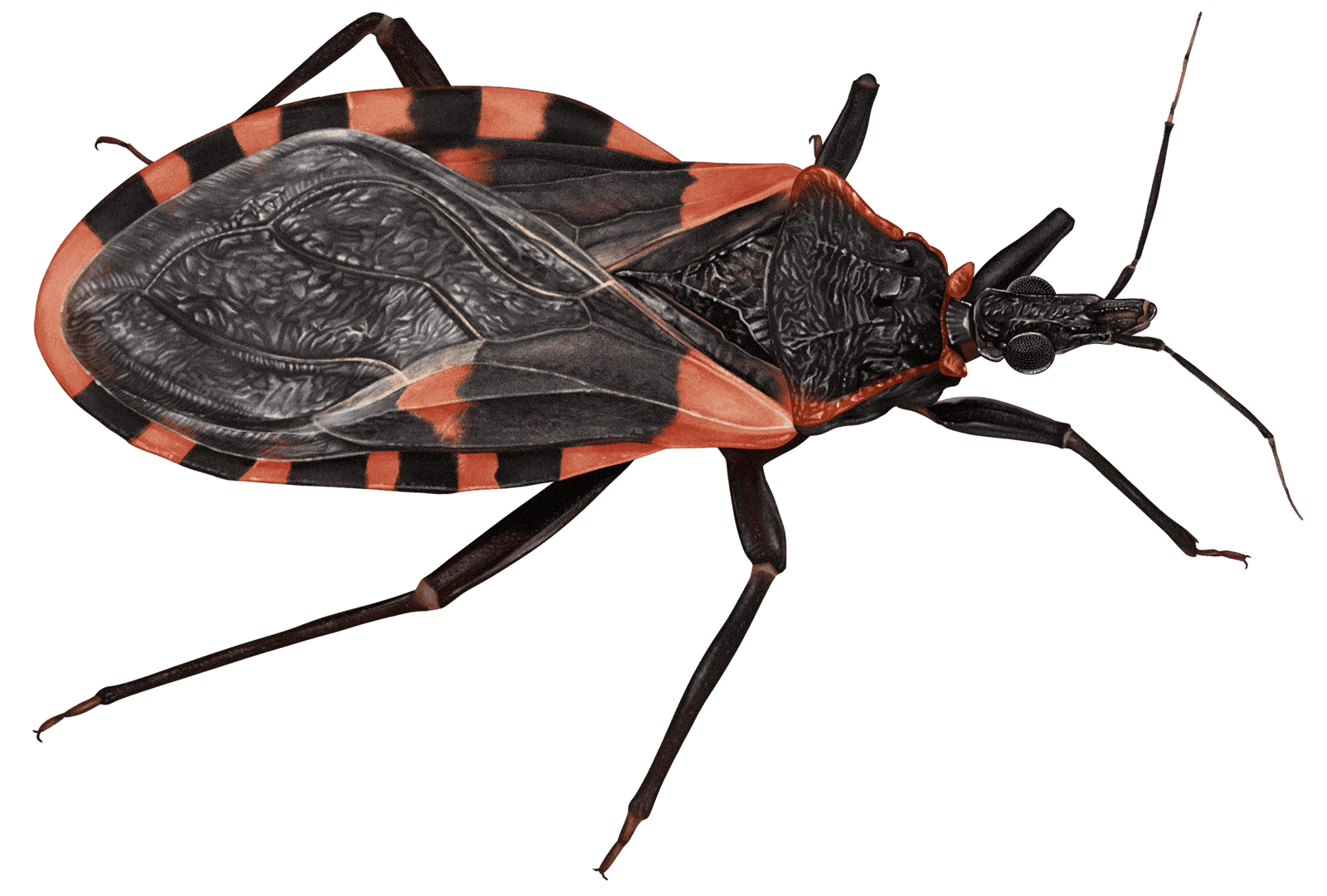 Chagas’ disease
