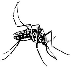 Chikungunya fever