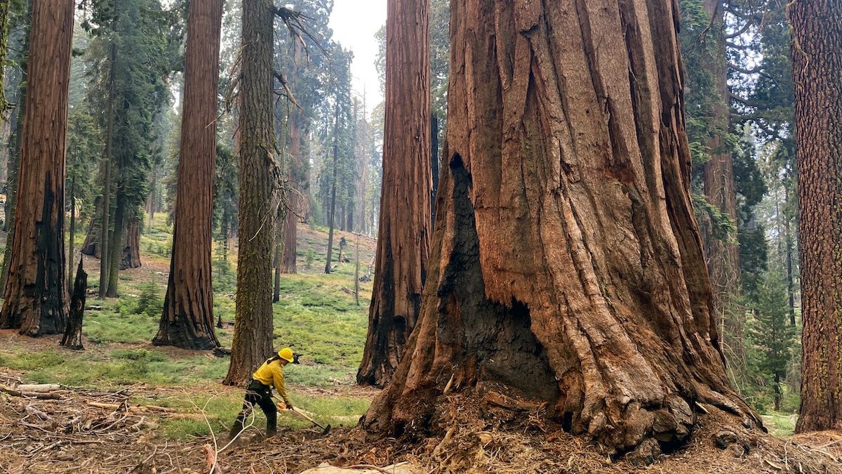 a firefighter clears brush from the base of a giant sequoia tree