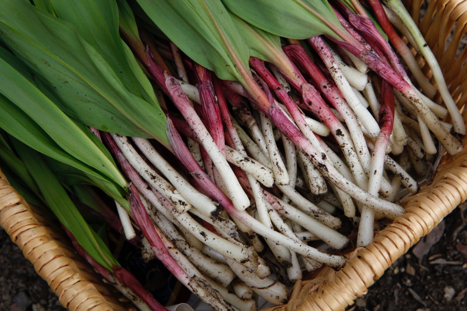 How foraging for edible plants helped me connect with my roots | Grist