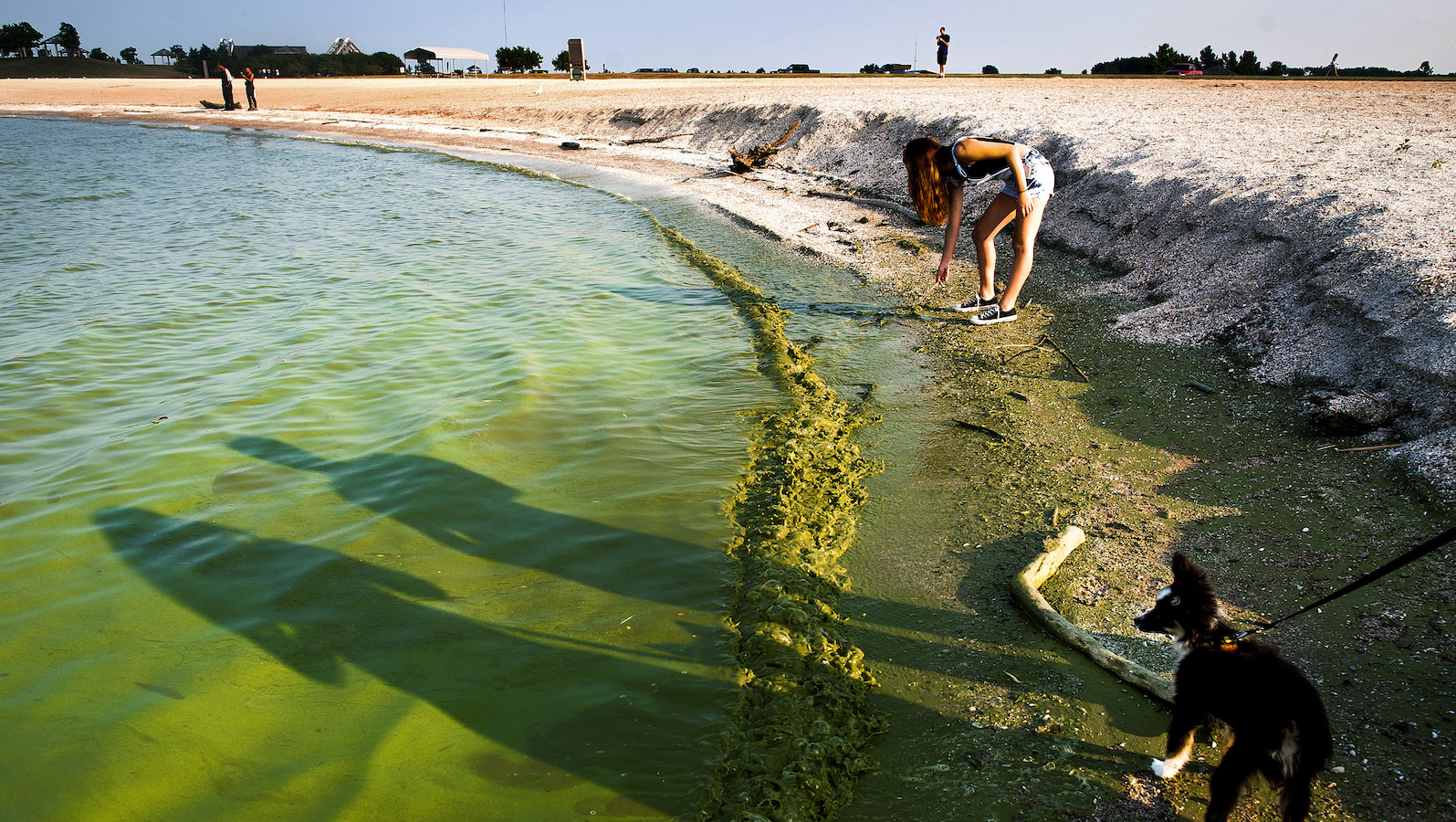 Poisonous algal blooms are driving up drinking water fees in the Terrific Lakes