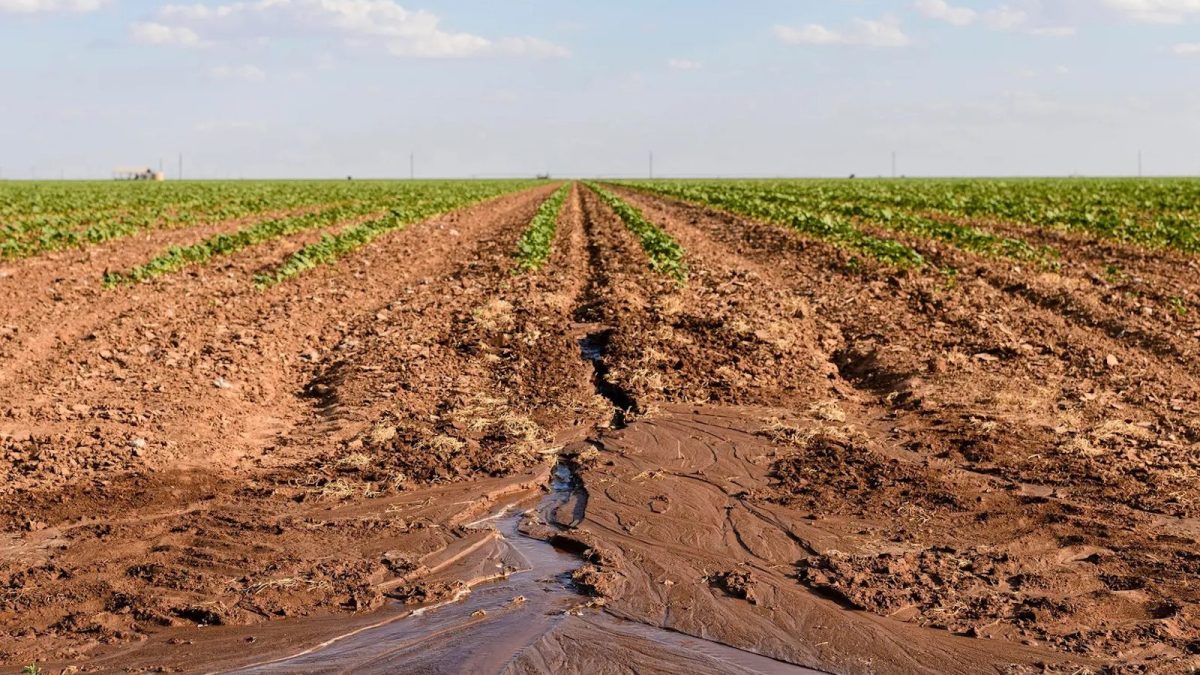 Cotton fields near the town of Ralls, about 30 miles east of Lubbock, on June 22.