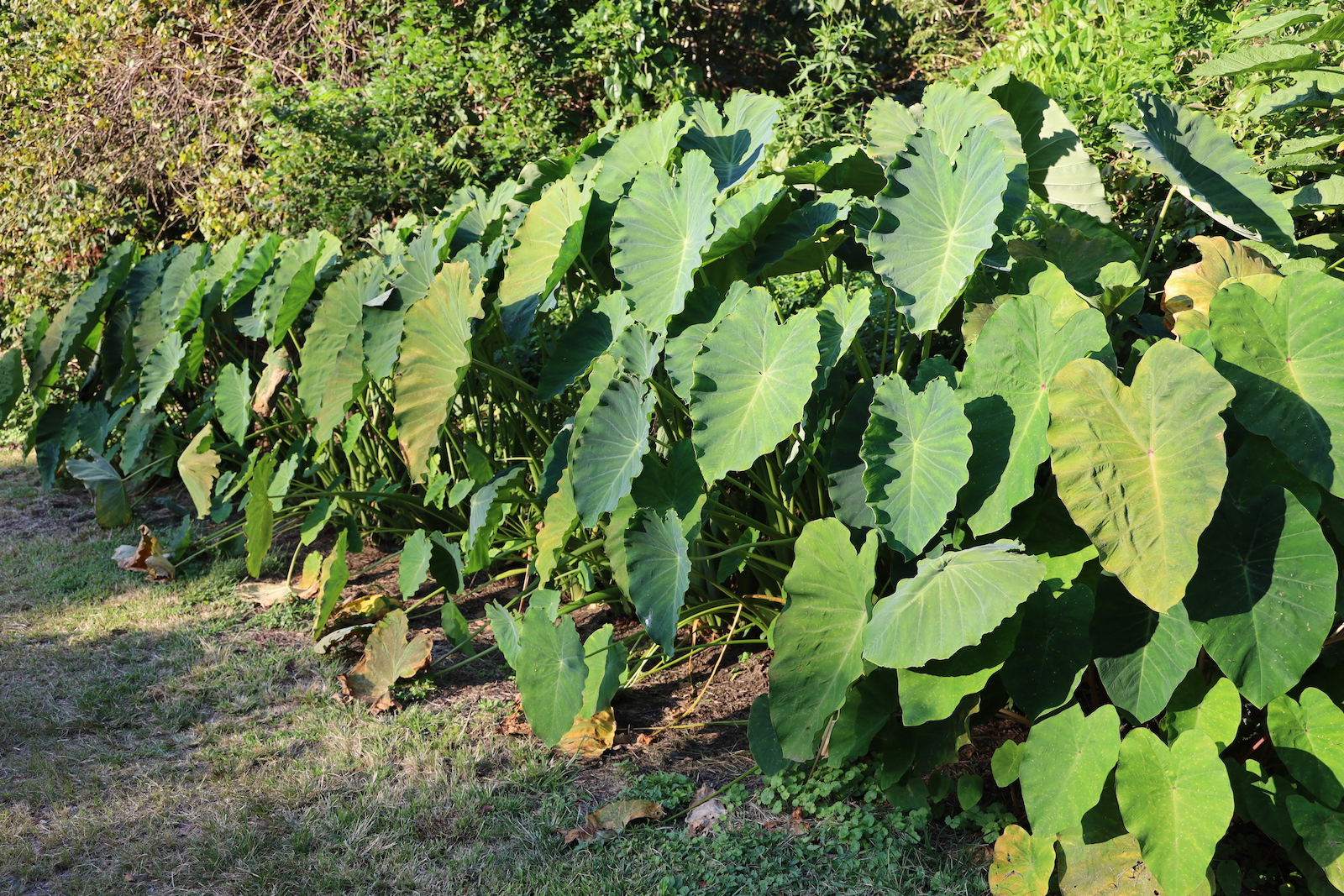 A row of green plants with broad leaves