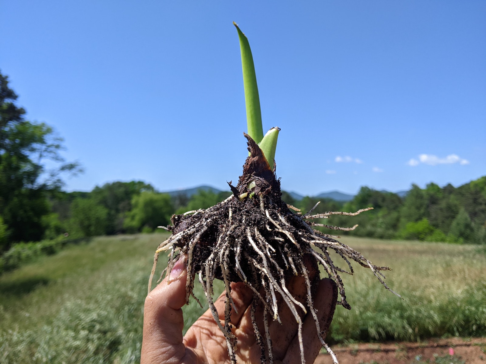 A hand holds up a taro root ball. A green shoot grows from the top.