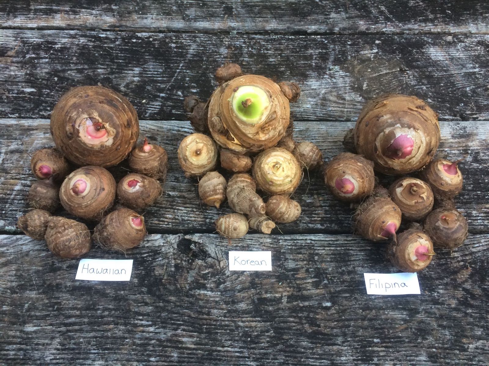 three piles of taro bulbs with labels