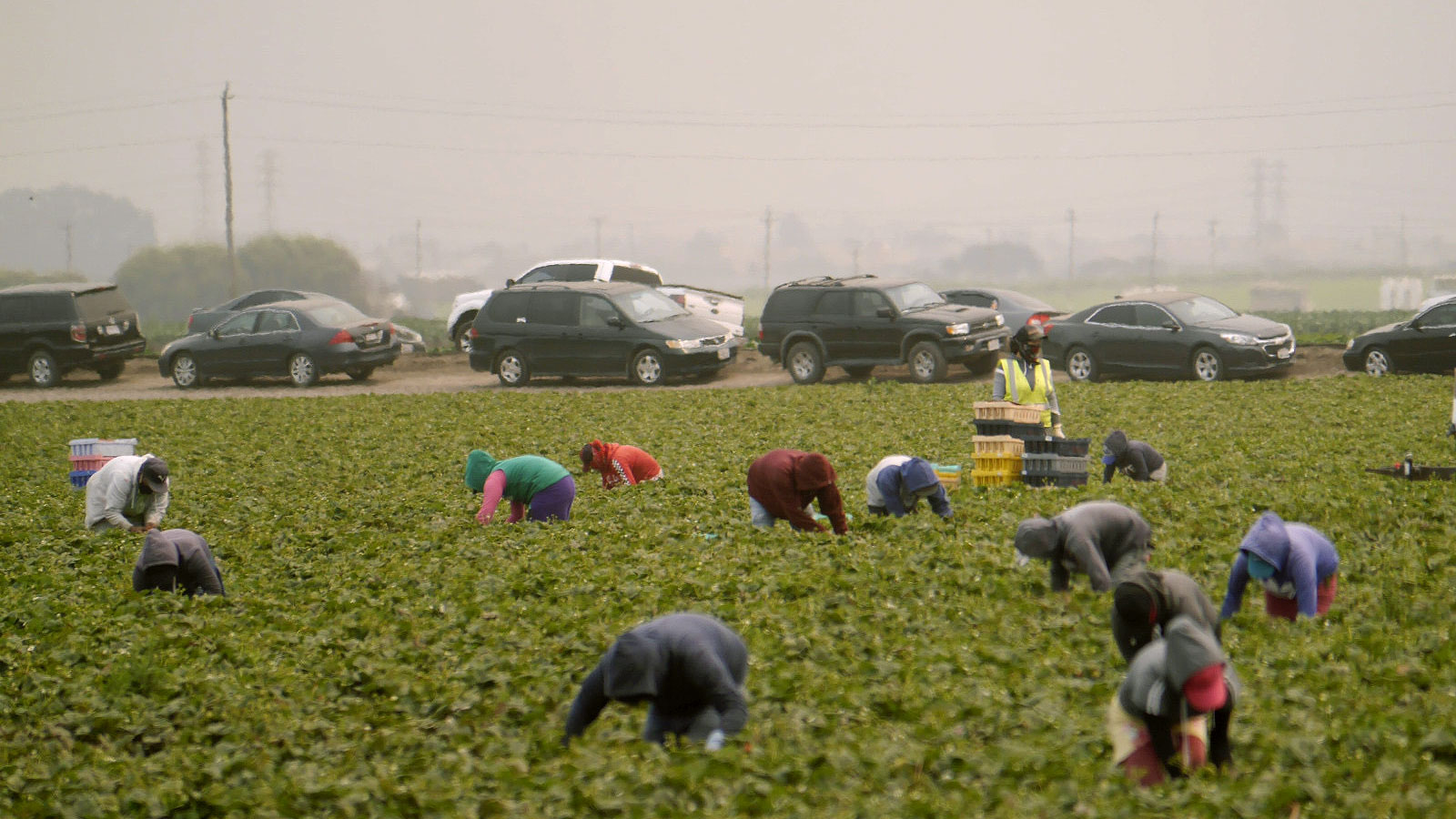 Group of farm workers harvesting in a field with cars parked next to the field, and a hazy gray sky behind them