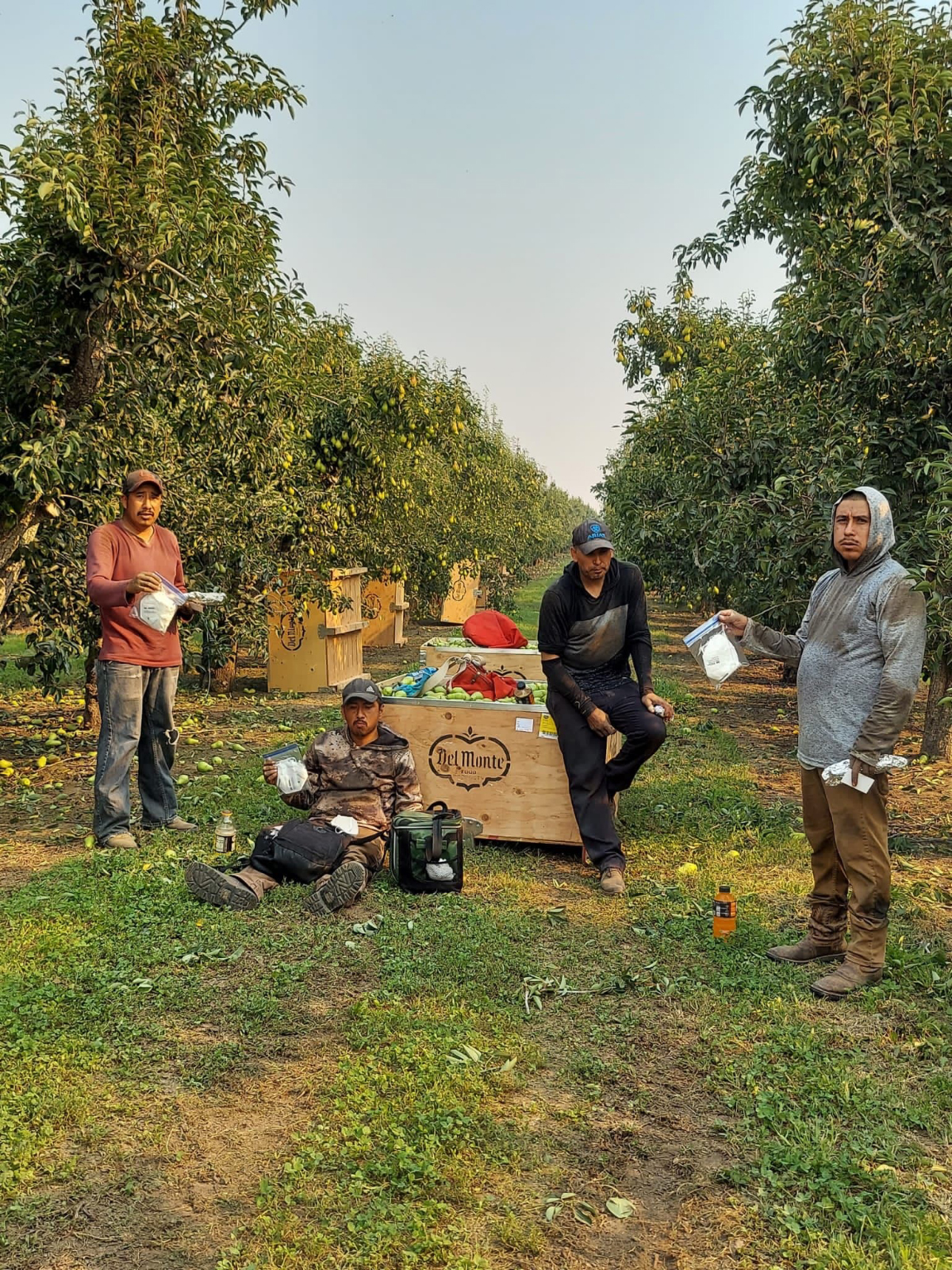Four farm workers in an orchard