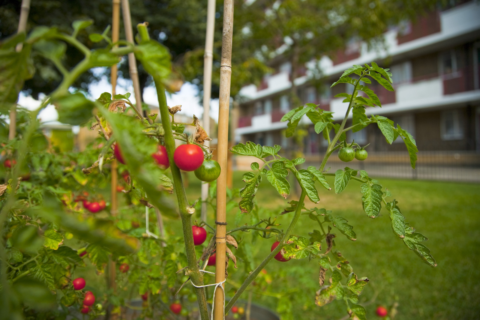 red and green cherry tomatoes grow on bamboo poles in front of a block of apartment buildings