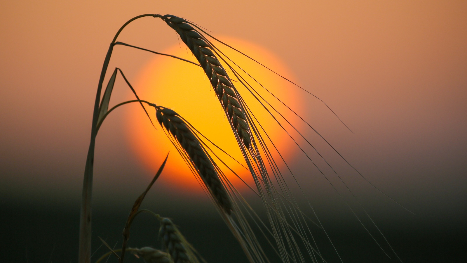 A droopy stalk of wheat silhouetted in the sunset.